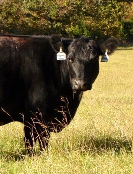 Original-cattle-for-Old-World-Black-902_edited.jpg