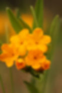 Hoary Puccoon.jpg