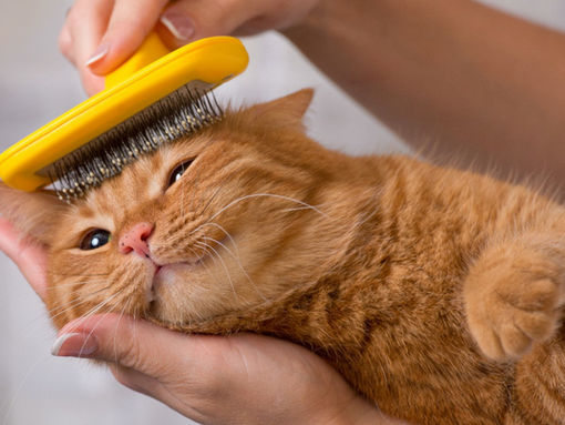 Як прибрати шерсть від кота?