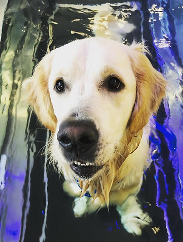 Archie.jpg