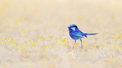 Action / Flight Behaviour