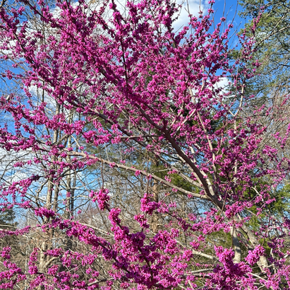Awaken with the Breath: A Spring Pranayama Practice for Renewal