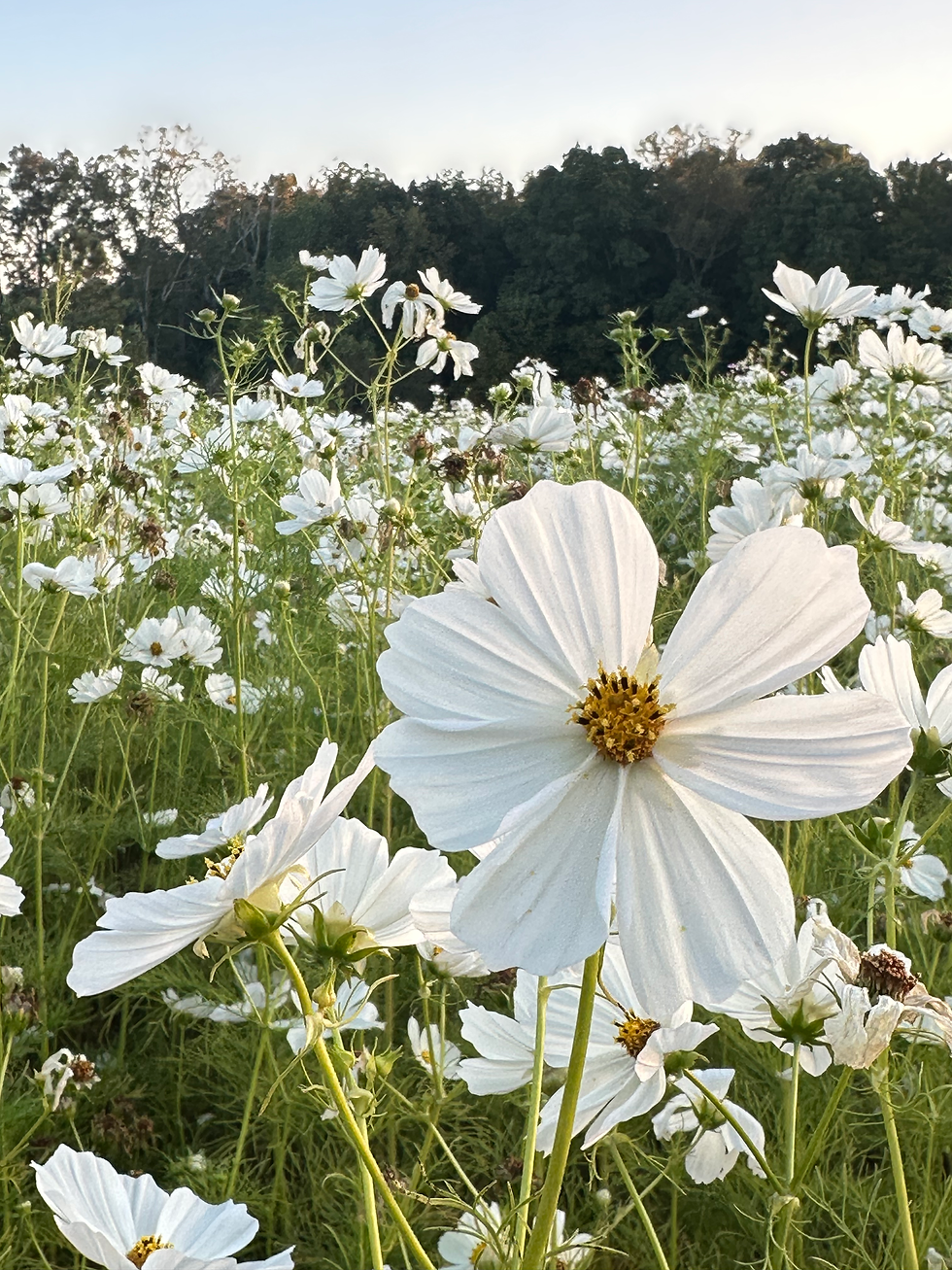 How to Ground Yourself in a Chaotic World