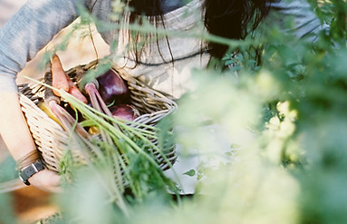 Woman Picking Organic Vegetables