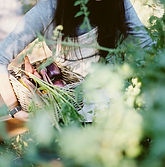 Woman Picking Organic Vegetables