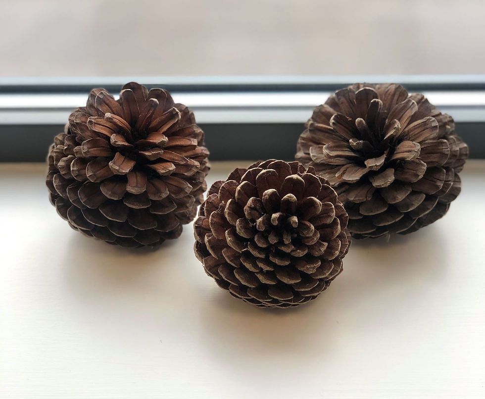 Thumbnail: Extra Large Natural Pine Cones for a lovely Rustic Farmhouse touch to your home