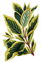 Tropical Leaves 9