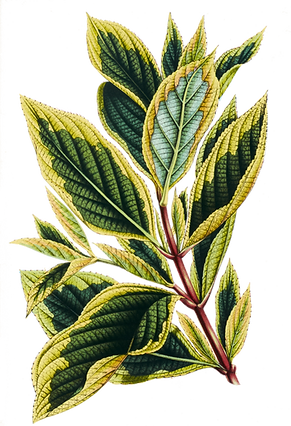 Tropical Leaves 9