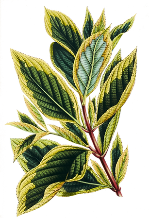 Folhas tropicais 9