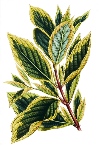 Folhas tropicais 9