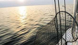 bayfish-bg-2.jpg