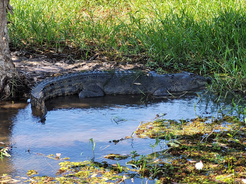 Wayne Comer Resting Adelaide River.PNG
