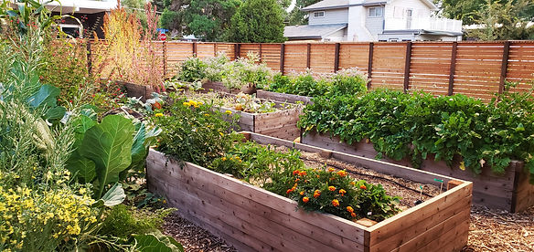 planter boxes full.jpg