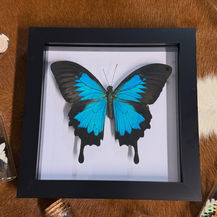 A handcrafted insect frame showcasing a preserved butterfly specimen with outstretched wings, mounted on a black background within a wooden shadow box, exemplifying Pumpkin Cat Collectables' fusion of entomology and art.