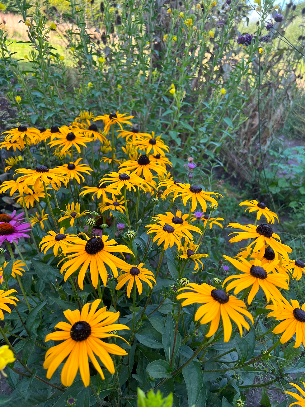 Thumbnail: Gele Zonnehoed - Rudbeckia Fulgida