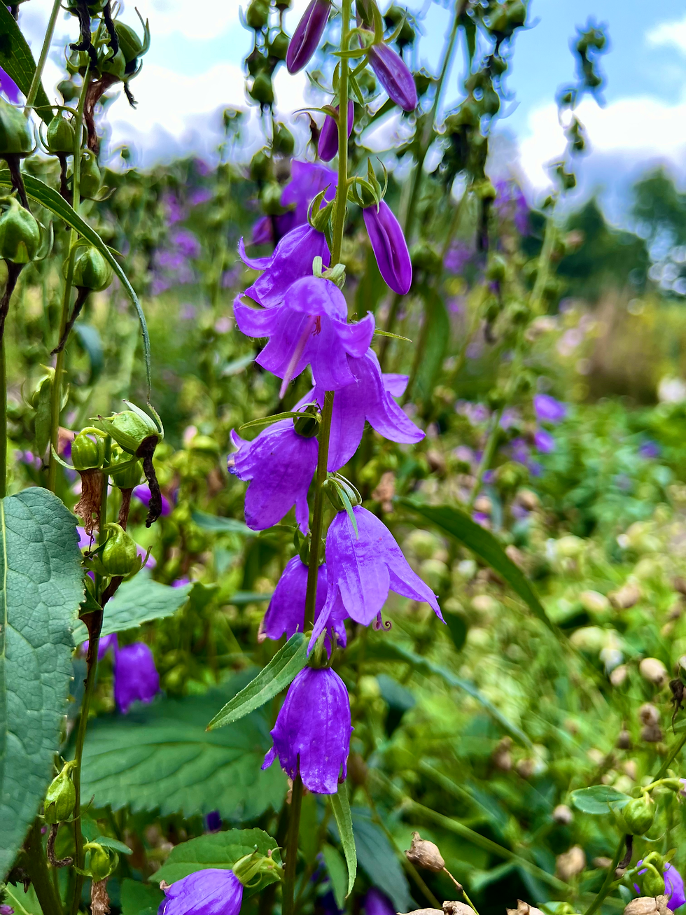 Thumbnail: Akkerklokje - Campanula Rapunculoides