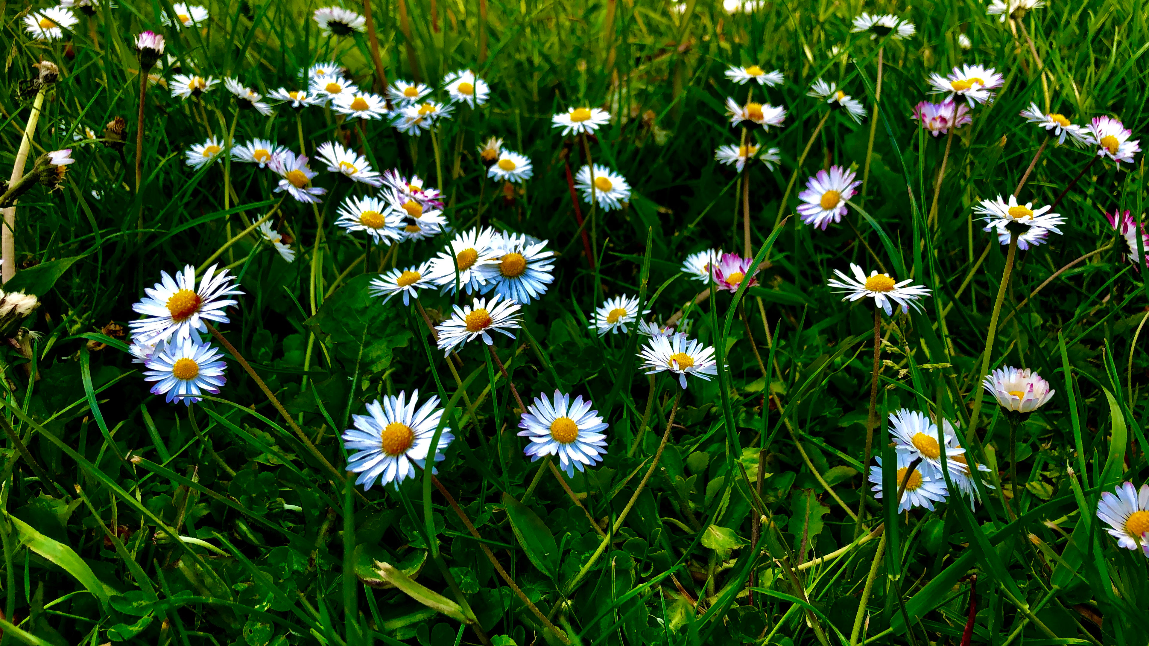 Madeliefje - Bellis Perennis
