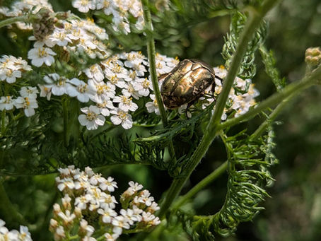 mooie glansende kever op duizendblad schermbloemen