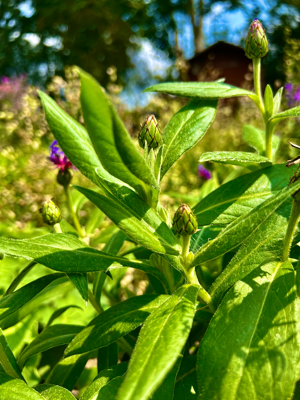 Thumbnail: Bergcentaurie - Centaurea Montana