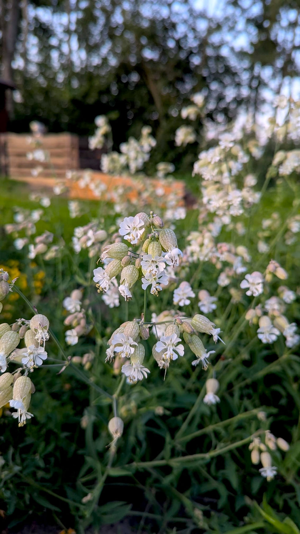 Thumbnail: Blaassillene - Silene Vulgaris