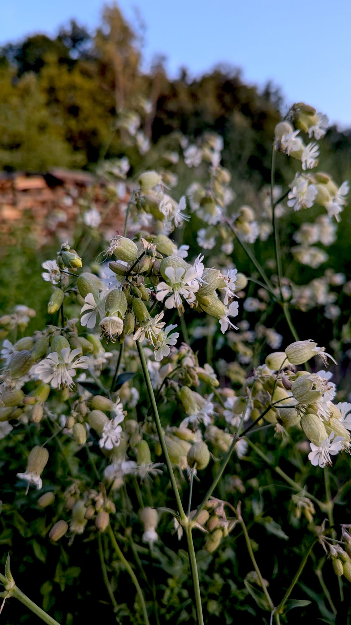 Blaassillene - Silene Vulgaris