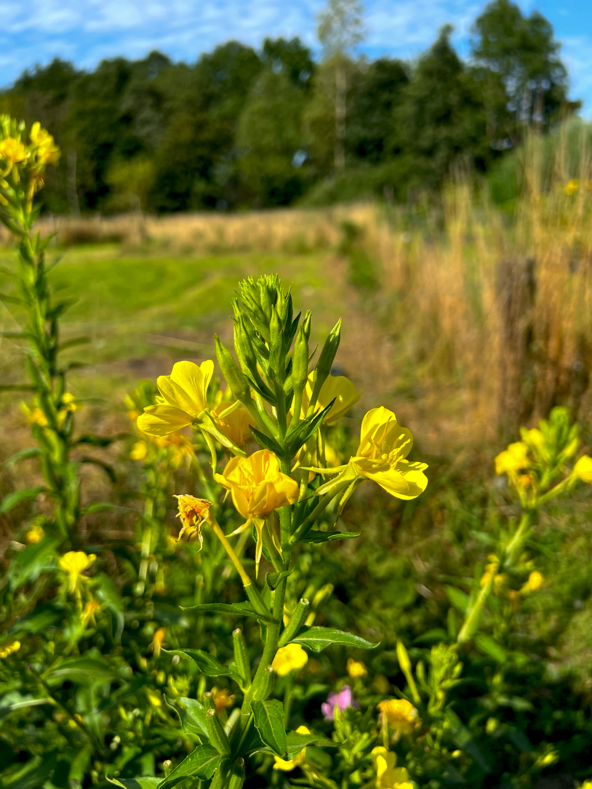 Middelste Teunisbloem - Oenothera Biennis