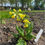 Thumbnail: Gulden Sleutelbloem - Primula Veris