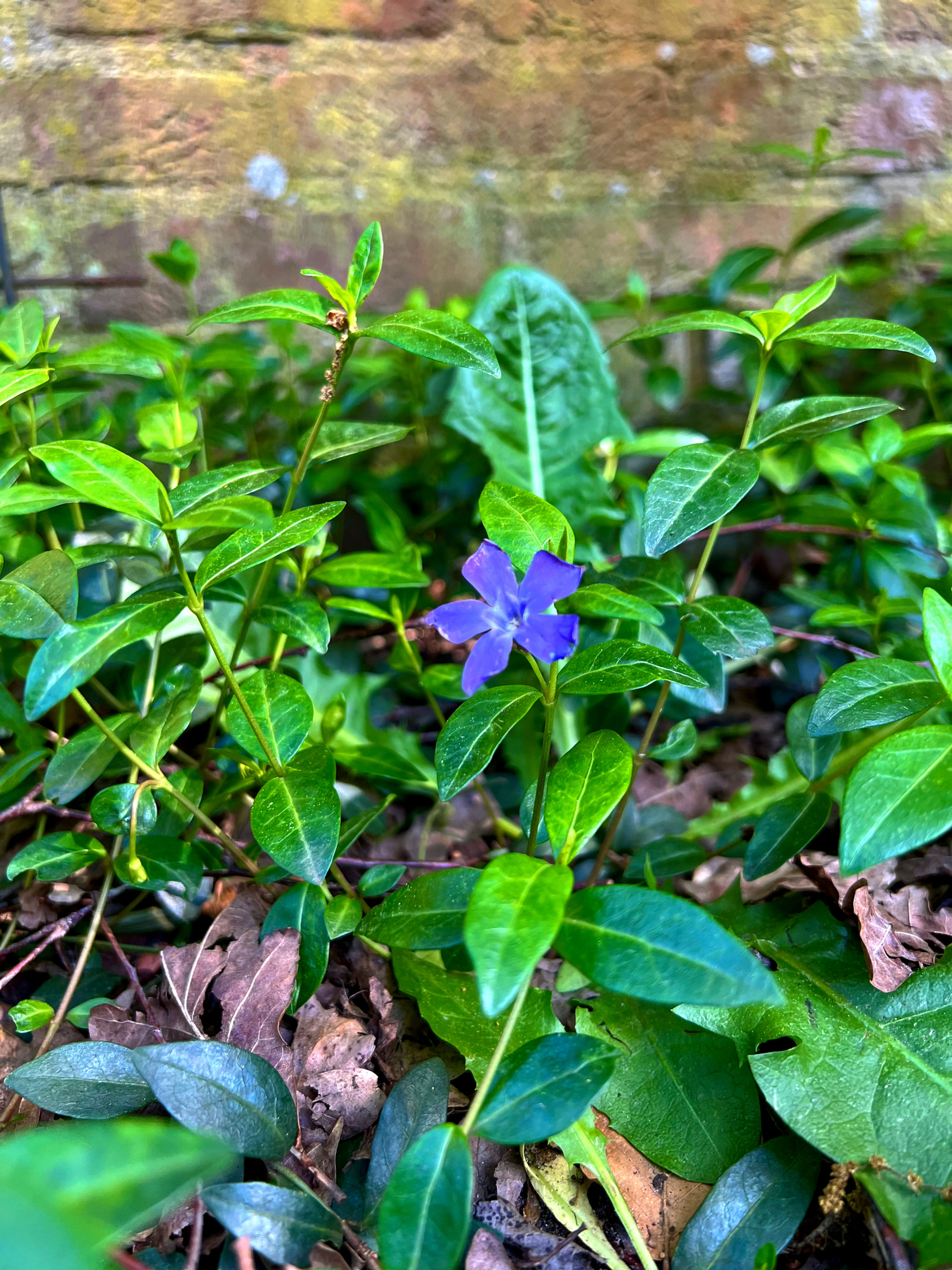 Kleine Maagdenpalm - Vinca Minor