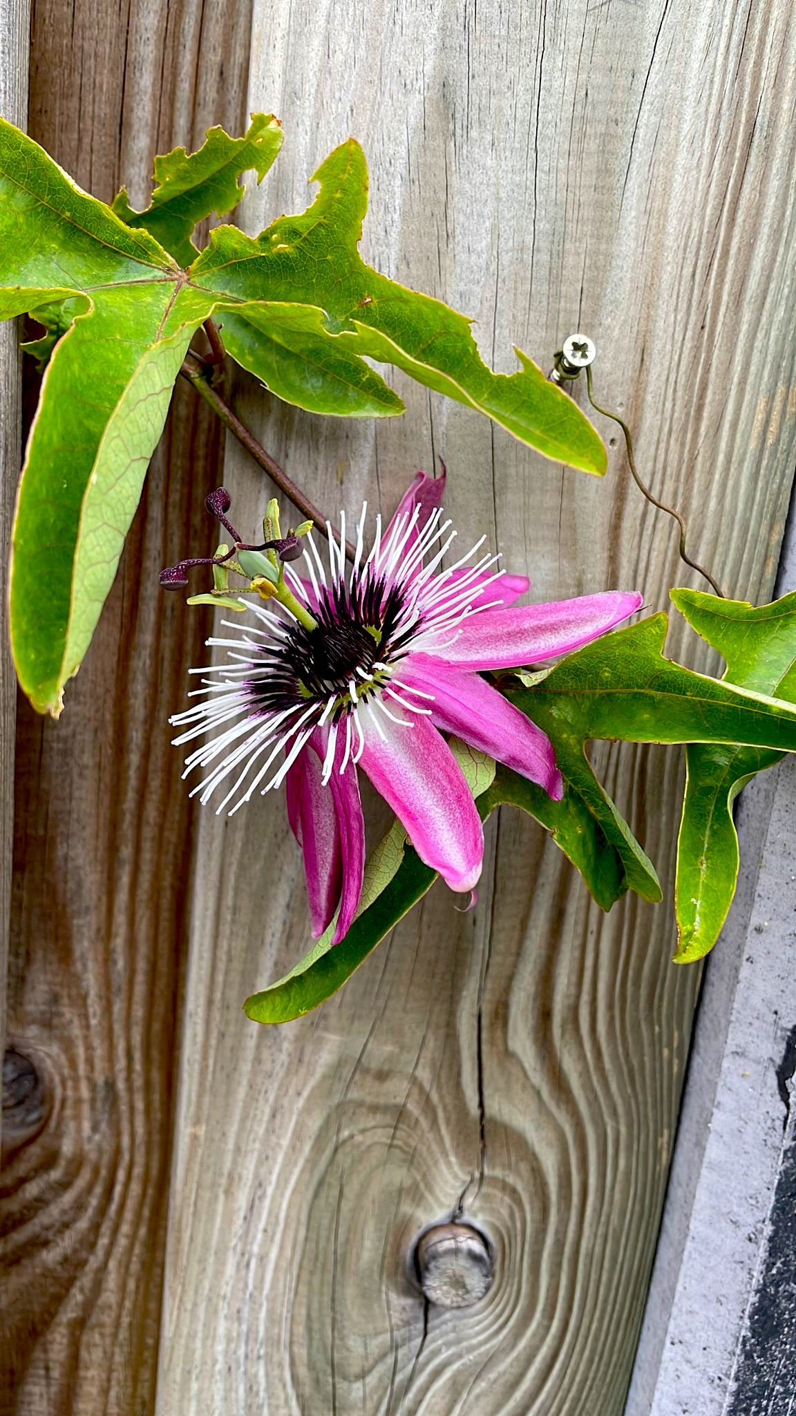 Passiebloem - Passiflora Caerulea 'Constance Elliott'