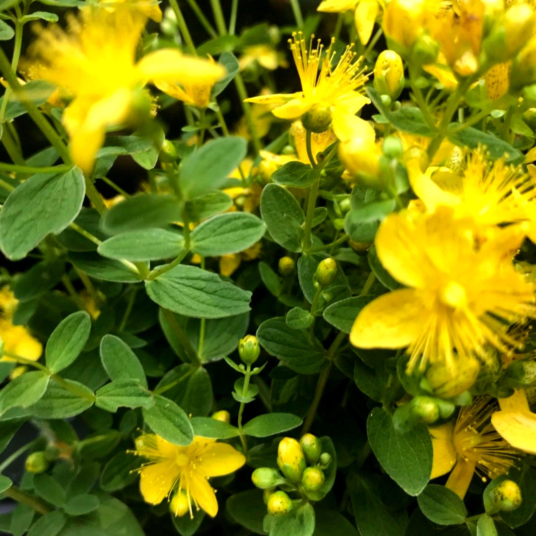 Gevlekt Hertshooi - Hypericum Maculatum