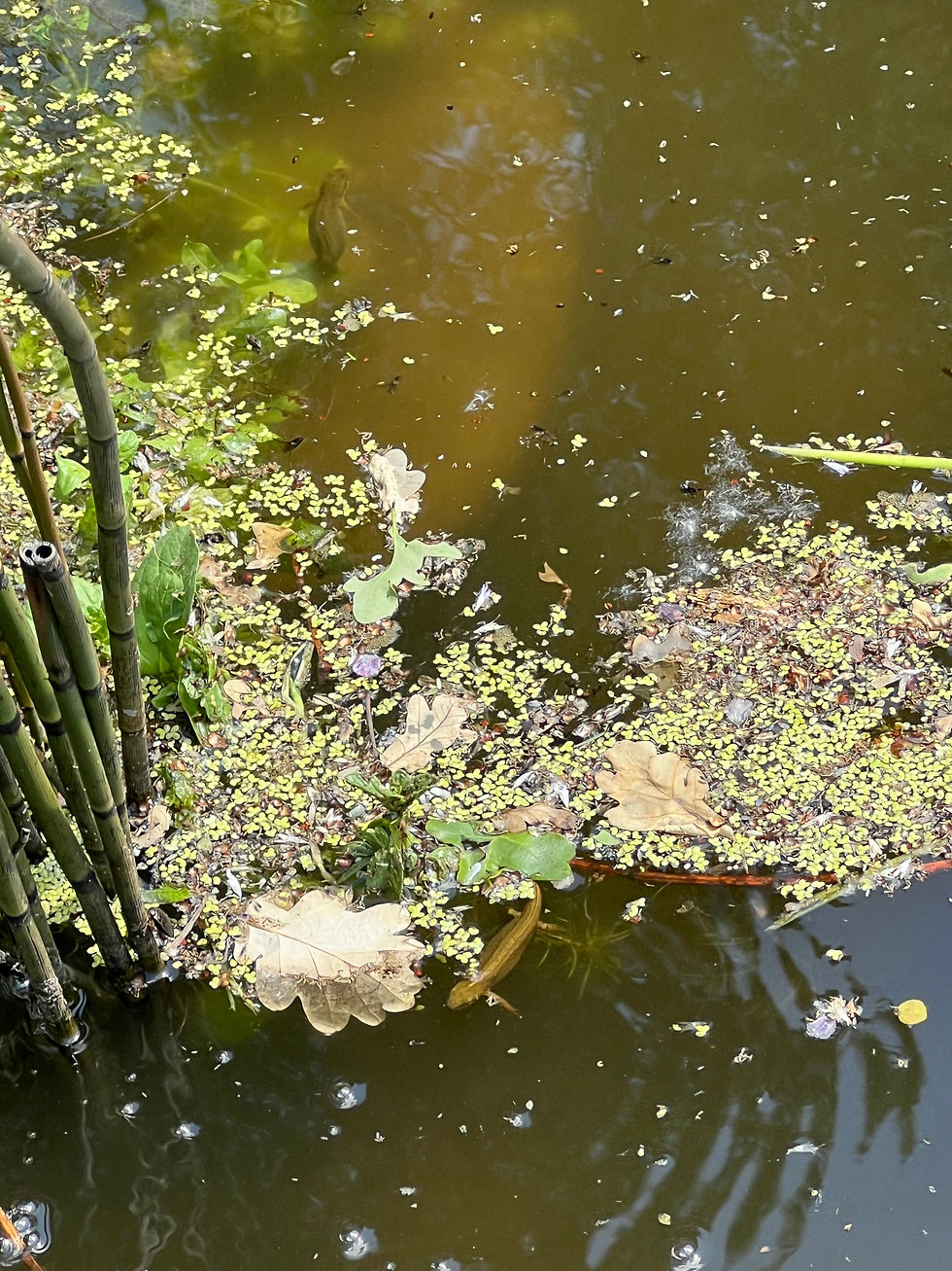 De salamanders hadden de vijver al binnen no-time gevonden, spot jij ze?