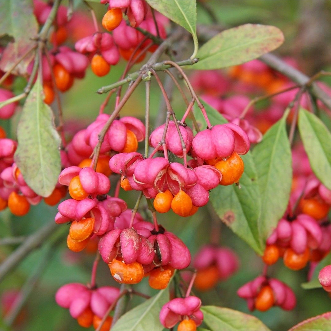 Wilde Kardinaalsmuts - Euonymus Europaeus