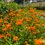 Thumbnail: Goudsbloem - Calendula Officinalis