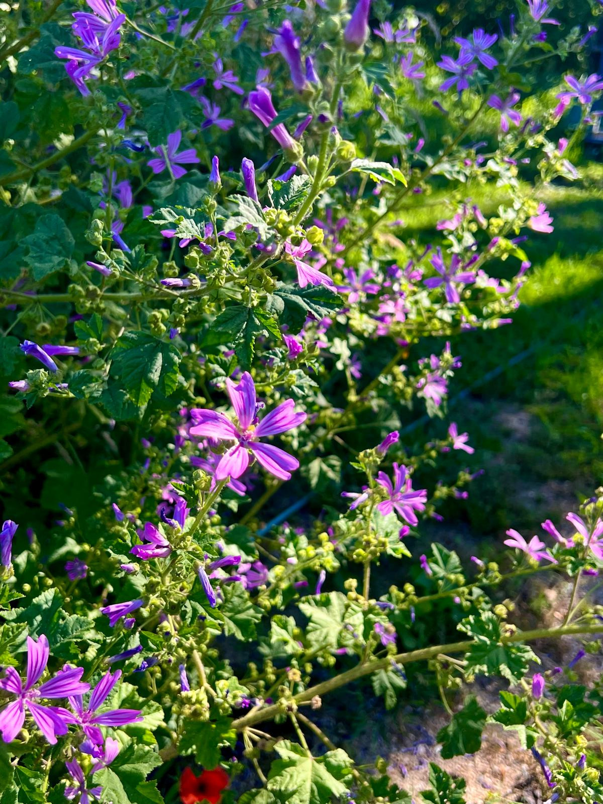 Groot Kaasjeskruid - Malva Sylvestris