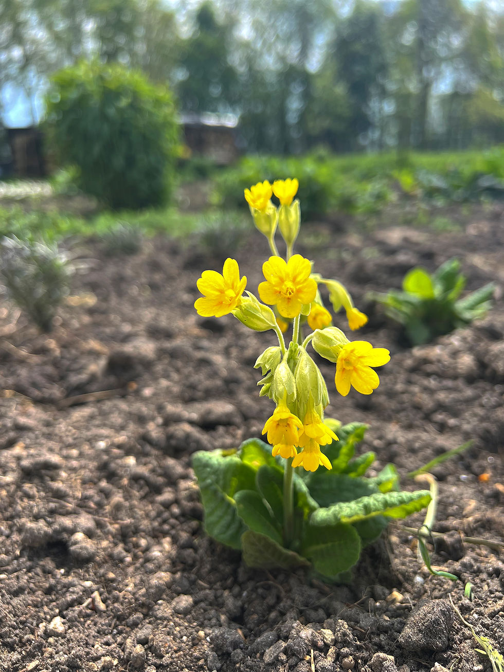Gulden Sleutelbloem - Primula Veris
