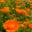 Thumbnail: Goudsbloem - Calendula Officinalis