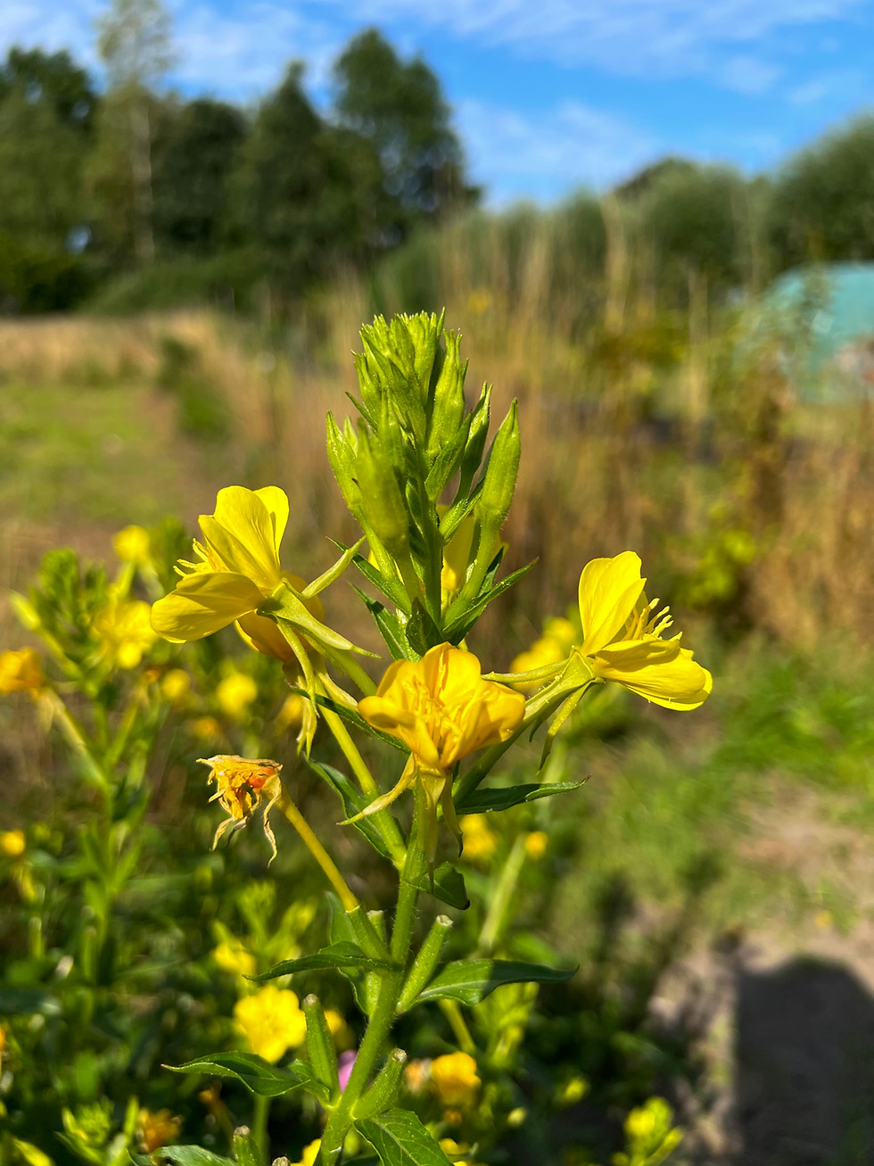 Thumbnail: Middelste Teunisbloem - Oenothera Biennis