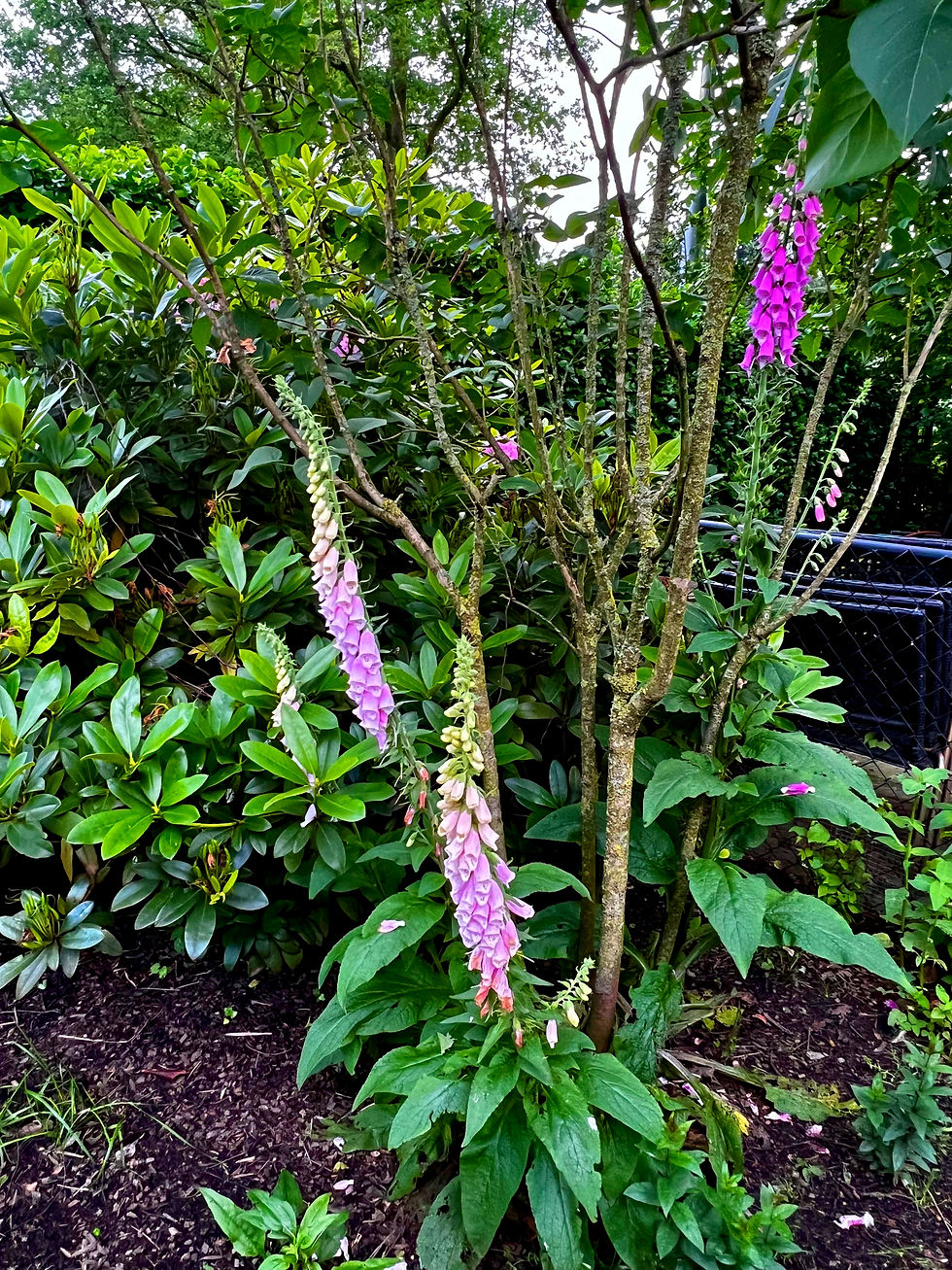 Thumbnail: Vingerhoedskruid - Digitalis Purpurea