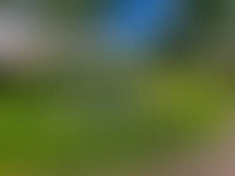 Waarom een vijver in de tuin?