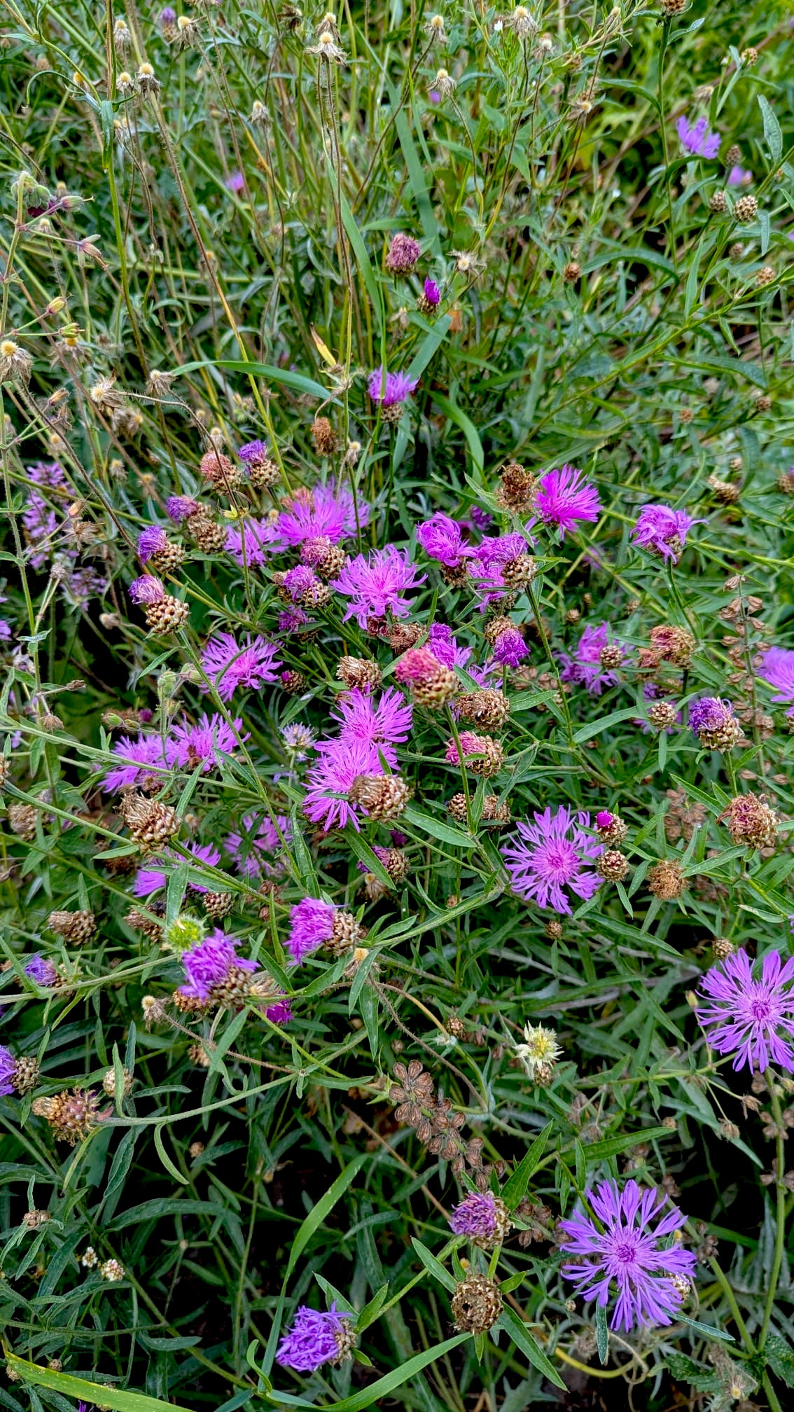 Knoopkruid - Centaurea Jacea