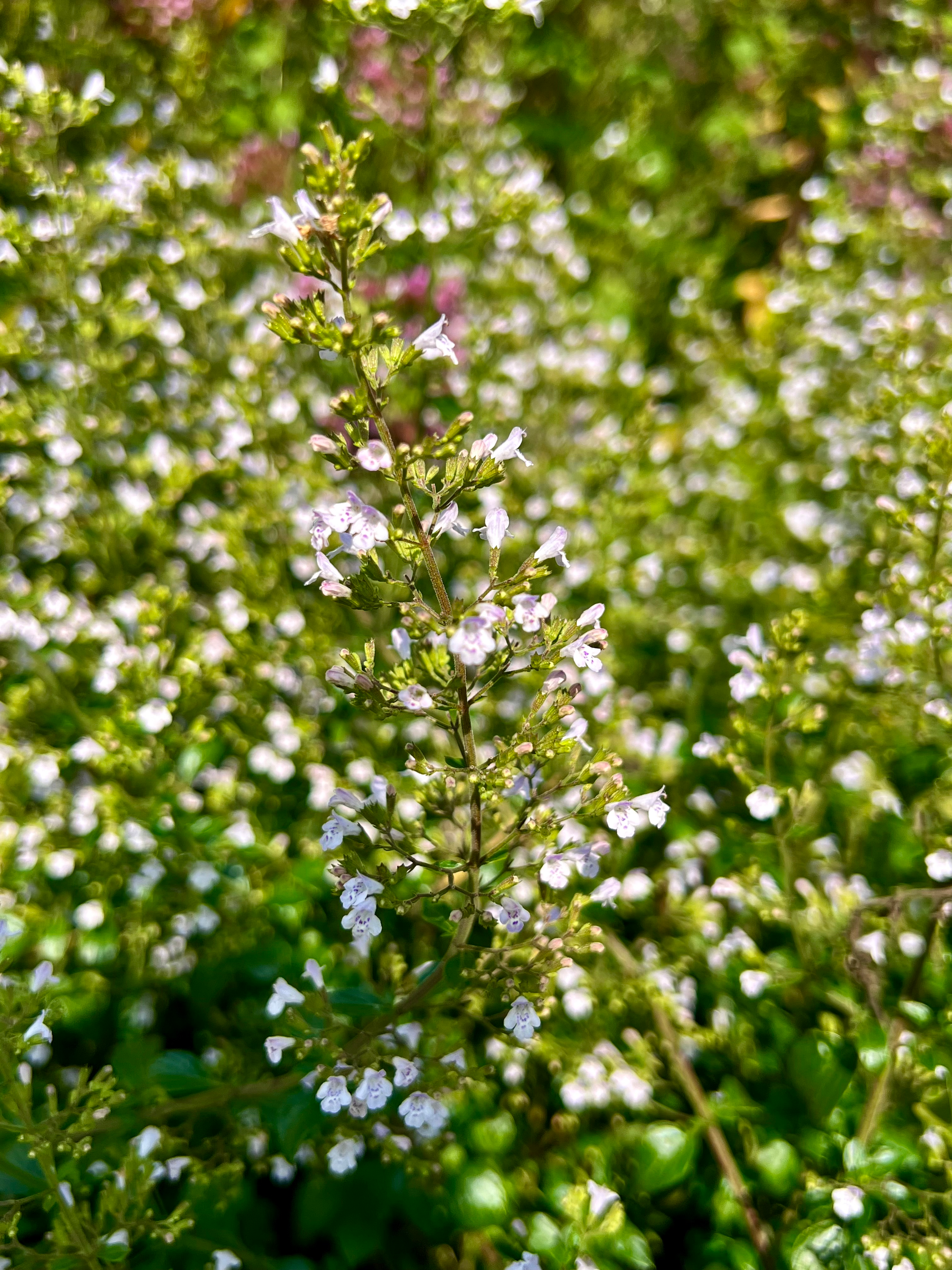 Bergsteentijm - Calamintha Nepeta