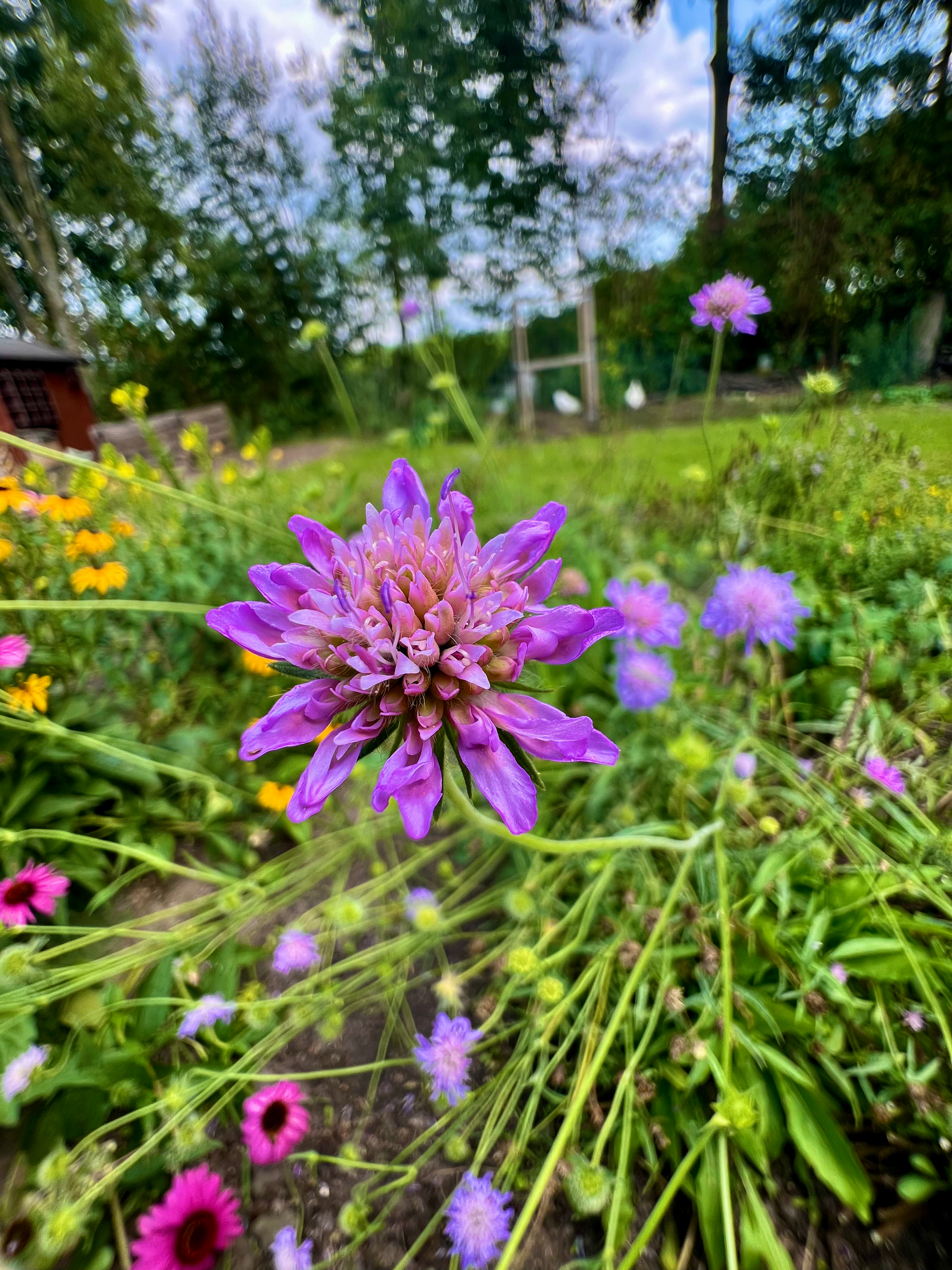 Beemdkroon - Knautia Arvensis