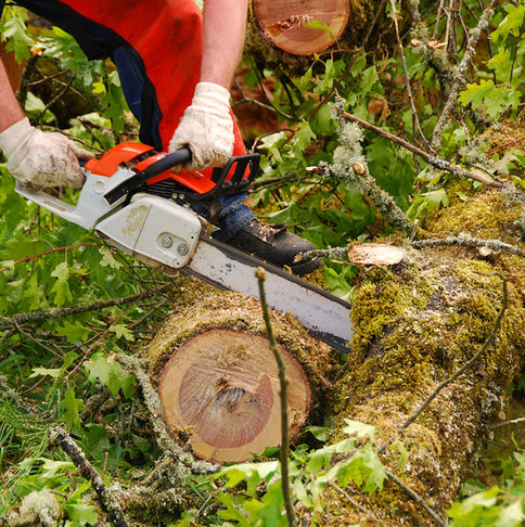 A person cutting up a log on the ground with a chainsaw.