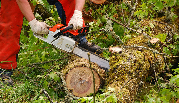 A worker cutting up a large log on the ground with a chainsaw.