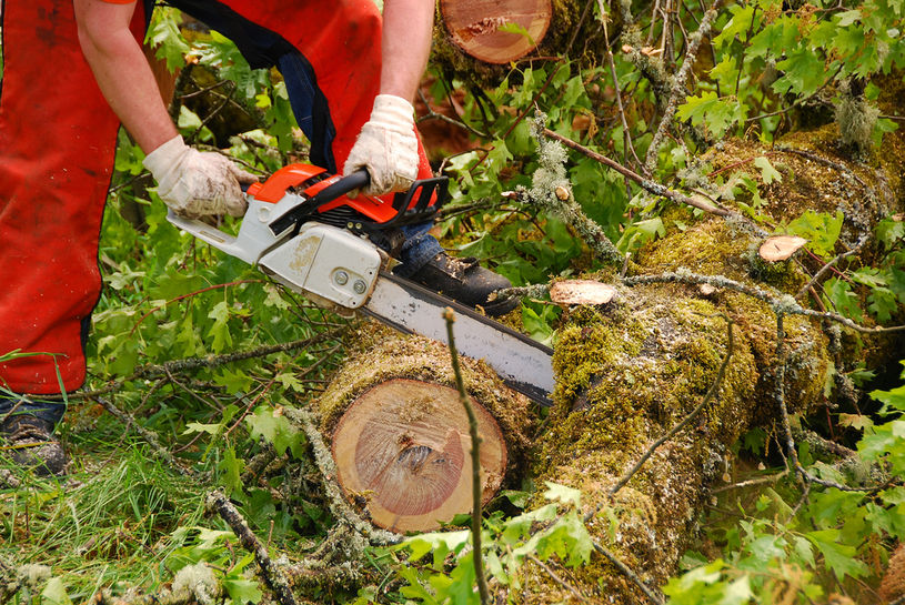 A person cutting up a log on the ground with a chainsaw.