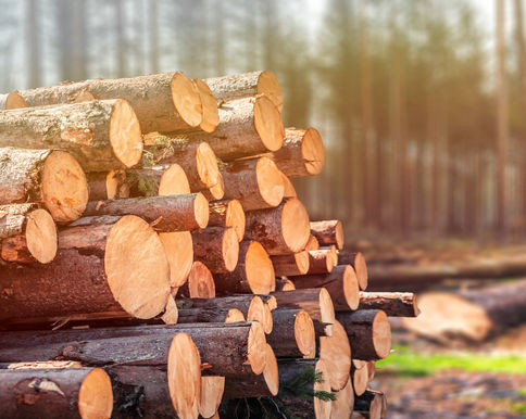 A pile of logs near many stumps.
