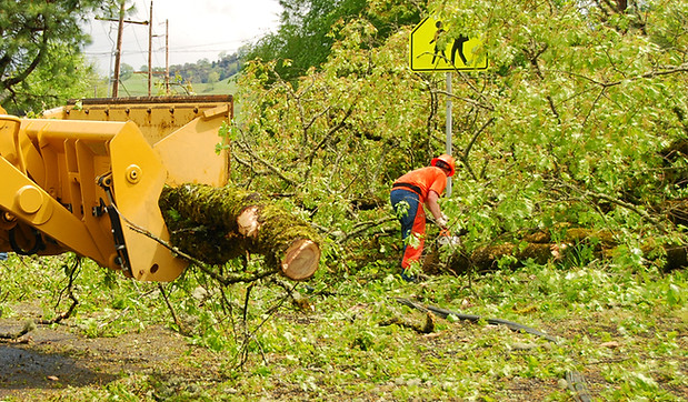 A worker cleaning up branches from a storm.