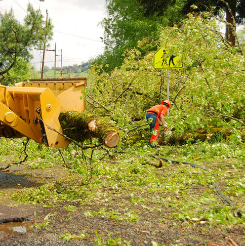 A worker cleaning up tree branches from a storm.
