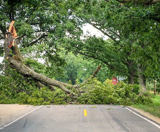 A down tree on a residential street.