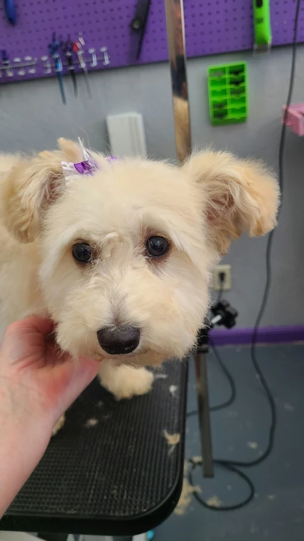 5a771f_e40f884910d140bc9a52da7ecc65ac5d_mv2